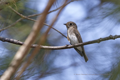 Grey-streked Flycatcher - Muscicapa griseisticta