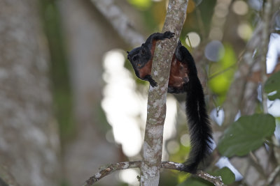 Prevost's Squirrel - Calloscirus prevosti