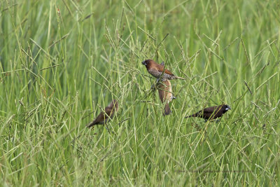 Scaly-breasted Munia - Lonchura punctulata