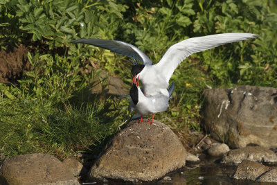 Arctic tern - Sterna paradisea