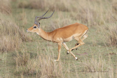 Impala - Aepyceros melampus