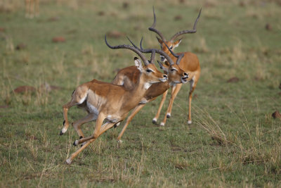 Impala - Aepyceros melampus