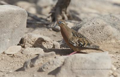 Galapagos Dove - Zenaida galapagoensis