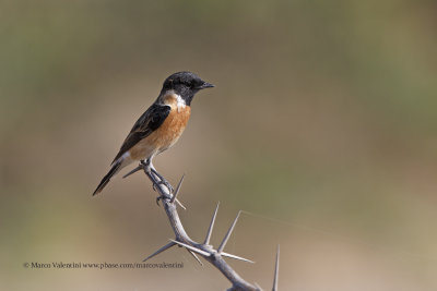 Siberian Stonechat - Saxicola maurus