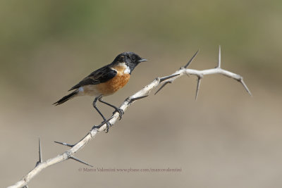 Siberian Stonechat - Saxicola maurus