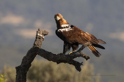 Spanish Imperial eagle - Aquila adalberti