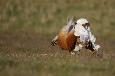 Great bustard - Otis tarda