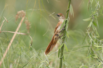 Greater Thornbird - Phacellodomus ruber