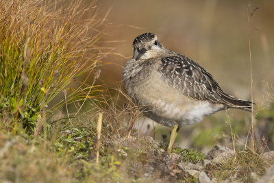 Eurasian dotterel - Charadrius morinellus