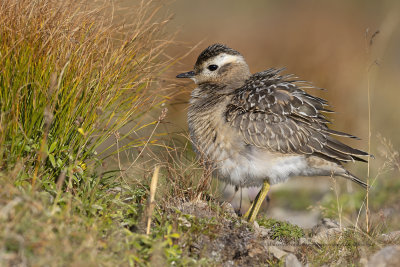 Eurasian dotterel - Charadrius morinellus