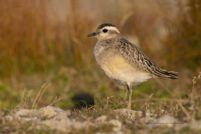 Eurasian dotterel - Charadrius morinellus