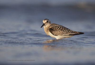 Sanderling - Calidris alba