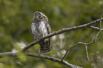 Eurasian Pygmy-Owl - Glaucidium passerinum