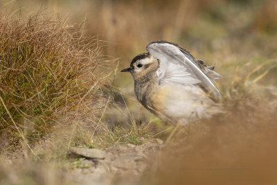 Eurasian dotterel - Charadrius morinellus