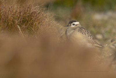 Eurasian dotterel - Charadrius morinellus