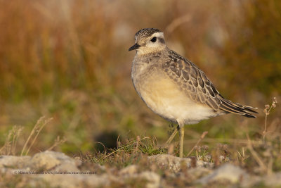 Eurasian dotterel - Charadrius morinellus