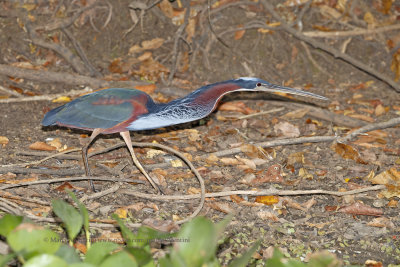 Agami heron - Agamia agami