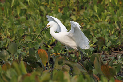 Snowy Egret - Egretta nivea