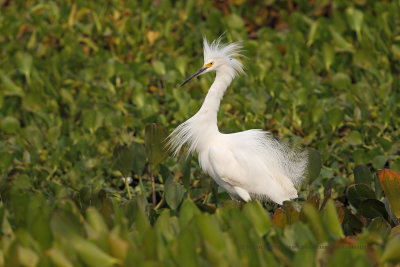 Snowy Egret - Egretta nivea