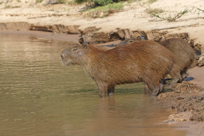 Capibara - Hydrochoerus hydrochaeris