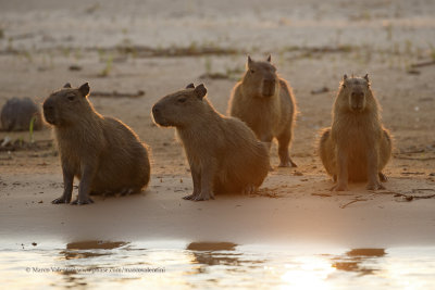 Capibara - Hydrochoerus hydrochaeris