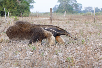 Giant anteater - Myrmecophaga trydactyla