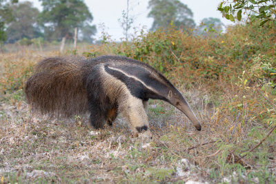 Giant anteater - Myrmecophaga trydactyla