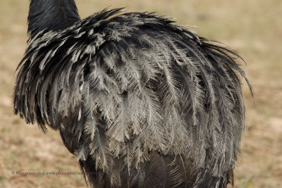 Greater Rhea - Rhea americana