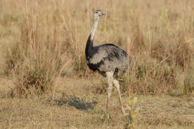 Greater Rhea - Rhea americana