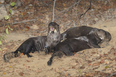 Giant river otter - Pteronura brasiliensis