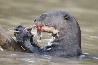 Giant river otter - Pteronura brasiliensis