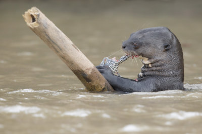 Giant river otter - Pteronura brasiliensis