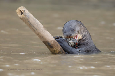 Giant river otter - Pteronura brasiliensis