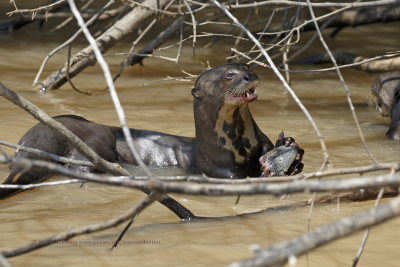 Giant river otter - Pteronura brasiliensis