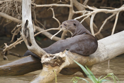 Giant river otter - Pteronura brasiliensis