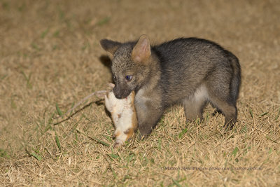 Crab-eating fox - Cerdocyon thous