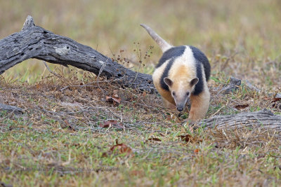 Tamandua - Tamandua tetradactyla