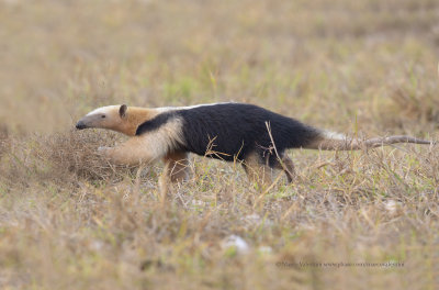 Tamandua - Tamandua tetradactyla