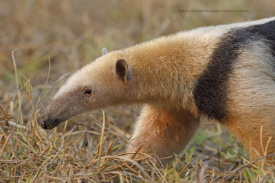 Tamandua - Tamandua tetradactyla