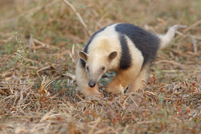 Tamandua - Tamandua tetradactyla