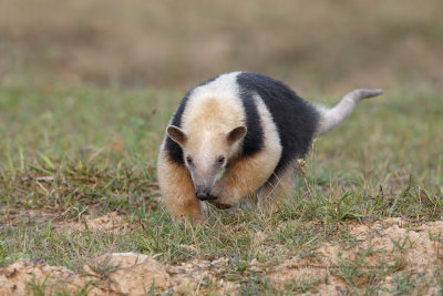 Tamandua - Tamandua tetradactyla