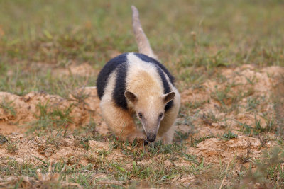 Tamandua - Tamandua tetradactyla