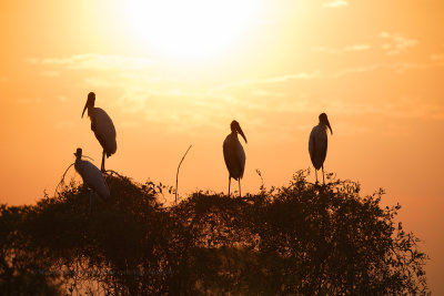 Wood stork - Mitteria americana