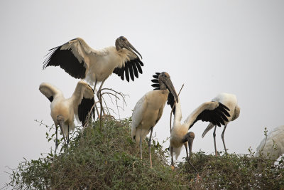 Wood stork - Mitteria americana