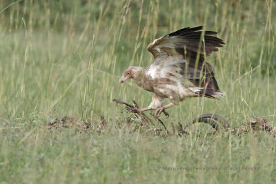 Palm-nut Vulture - Gypohierax angolensis