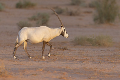 Arabian oryx - Oryx leucoryx