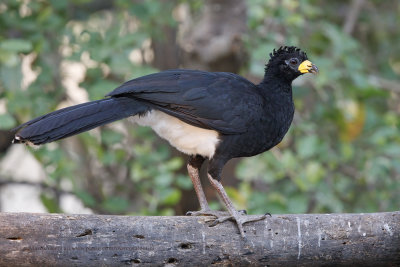 Bare-faced Curassow - Crax fasciolata