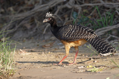 Bare-faced Curassow - Crax fasciolata