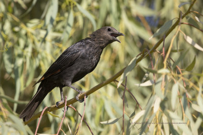 Tristram's starling - Onychognathus tristramii