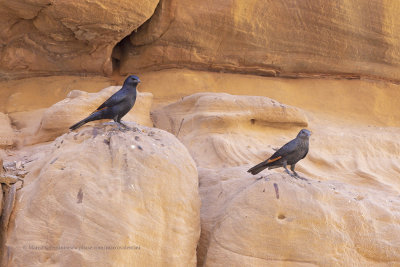 Tristram's starling - Onychognathus tristramii